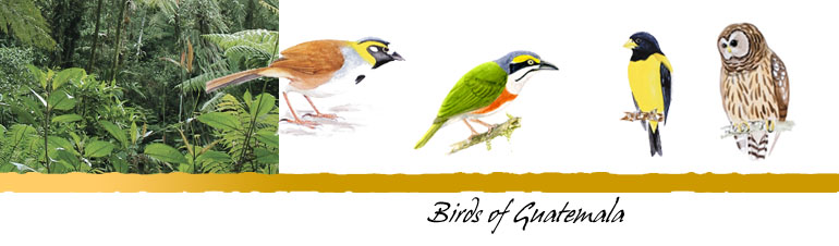 Birds of Guatemala