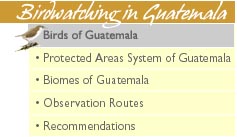 Birds of Guatemala