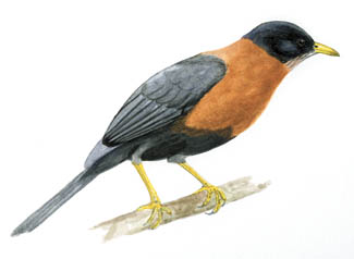 Rufous-collared Thrush (Robin)