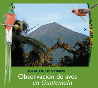 GUIA DE DESTINOS: Observación de Aves en Guatemala