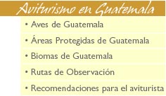 aviturismo en guatemala