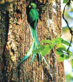 quetzal macho en nido