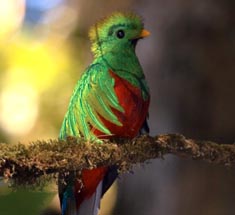 foto quetzal macho