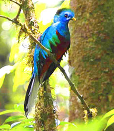 quetzal macho sin plumas
